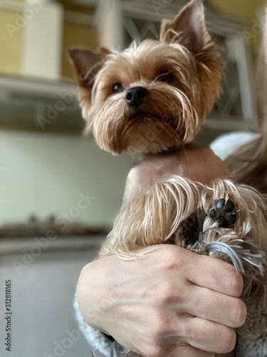 selfie with funny Yorkshire terrier 