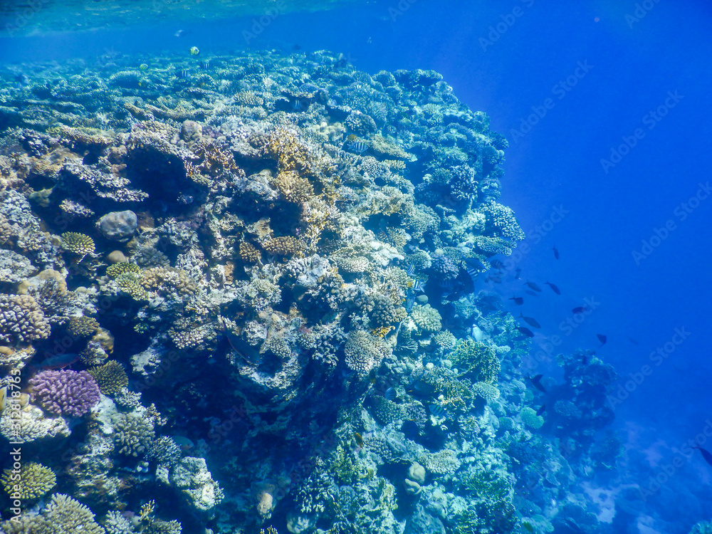 Fototapeta premium underwater view of red sea