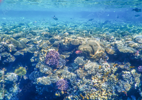 Fototapeta Naklejka Na Ścianę i Meble -  underwater view of red sea