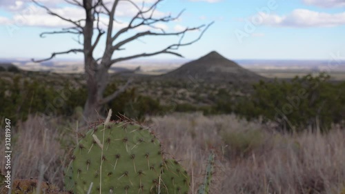 Succulent plants  and cacti on the mountainsides in the desert of New Mexico, USA photo