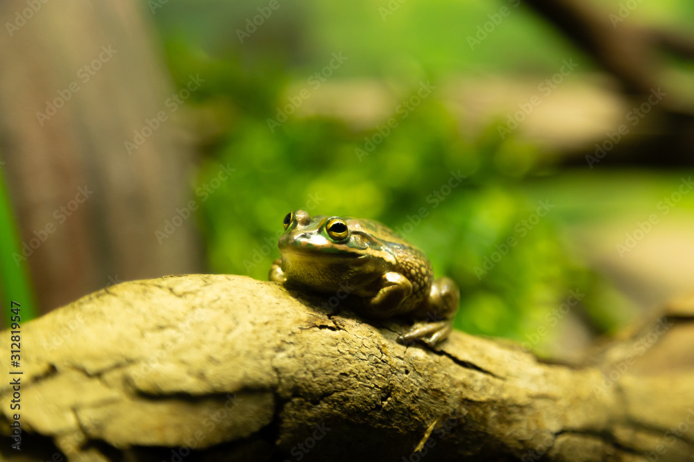 Single frog with selective focus and blurred green background Single frog with selective focus and blurred green background
