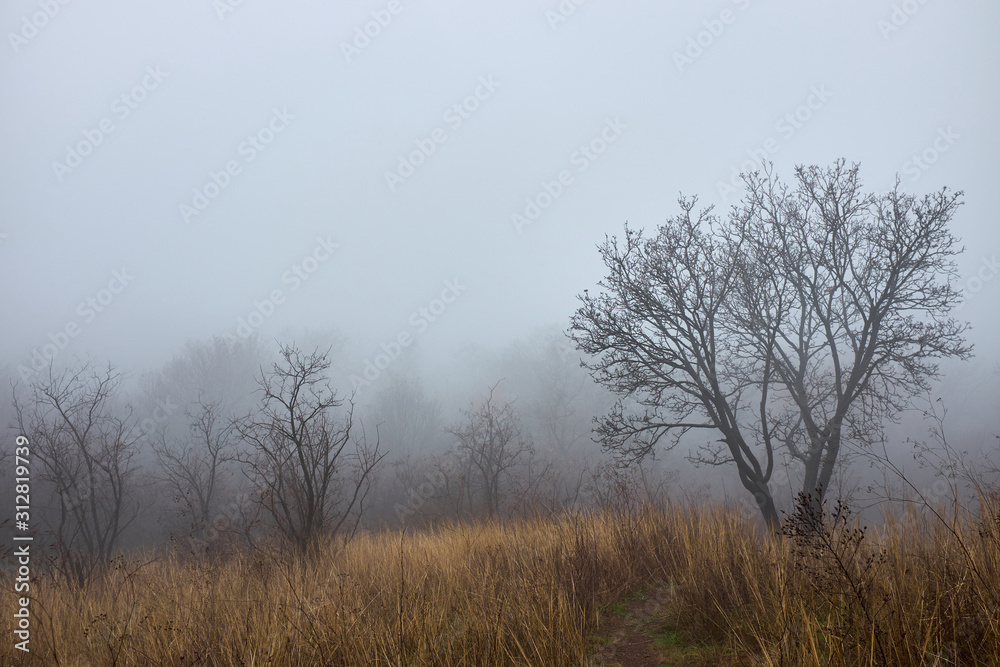 Mystierious winter foggy forest Mystierious winter foggy forest