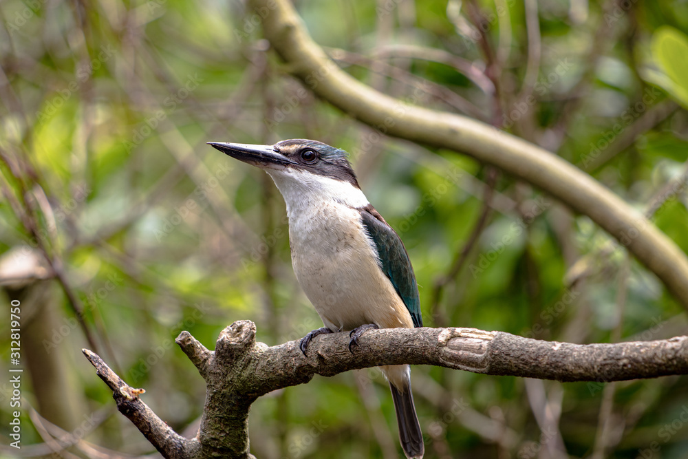 Fototapeta premium Kotare, or Sacred Kingfisher, standing on a branch