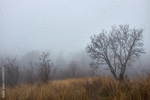 Mystierious winter foggy forest