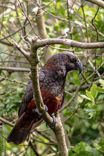 North Island Kaka perched on a branch