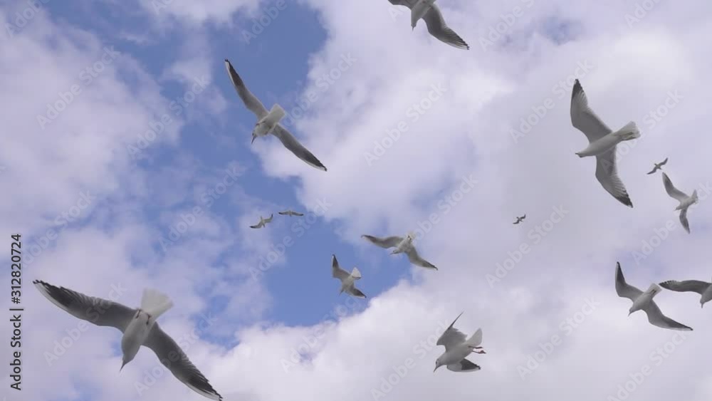 Seagulls flying on the sky (slw motion) Seagulls flying on the sky (slw motion)