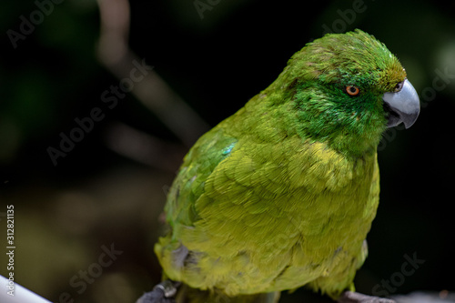 Antipodes Island Parakeet close up of full body photo