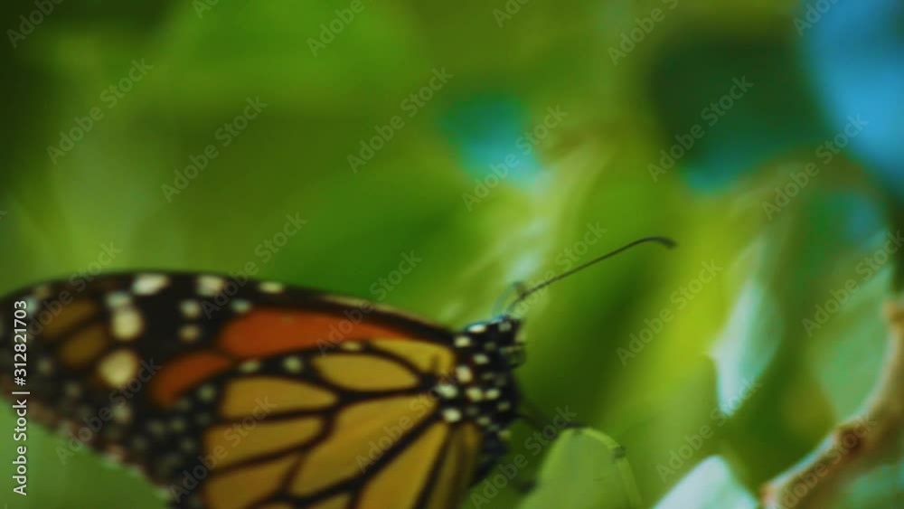 A beautiful Monarch butterfly resting on a green leaf in the shade - Close up A beautiful Monarch butterfly resting on a green leaf in the shade - Close up