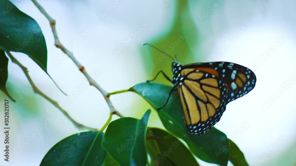 A Beautiful Yellow And Black Winged Monarch Butterfly Resting On Green Leaves - Close Up A Beautiful Yellow And Black Winged Monarch Butterfly Resting On Green Leaves - Close Up