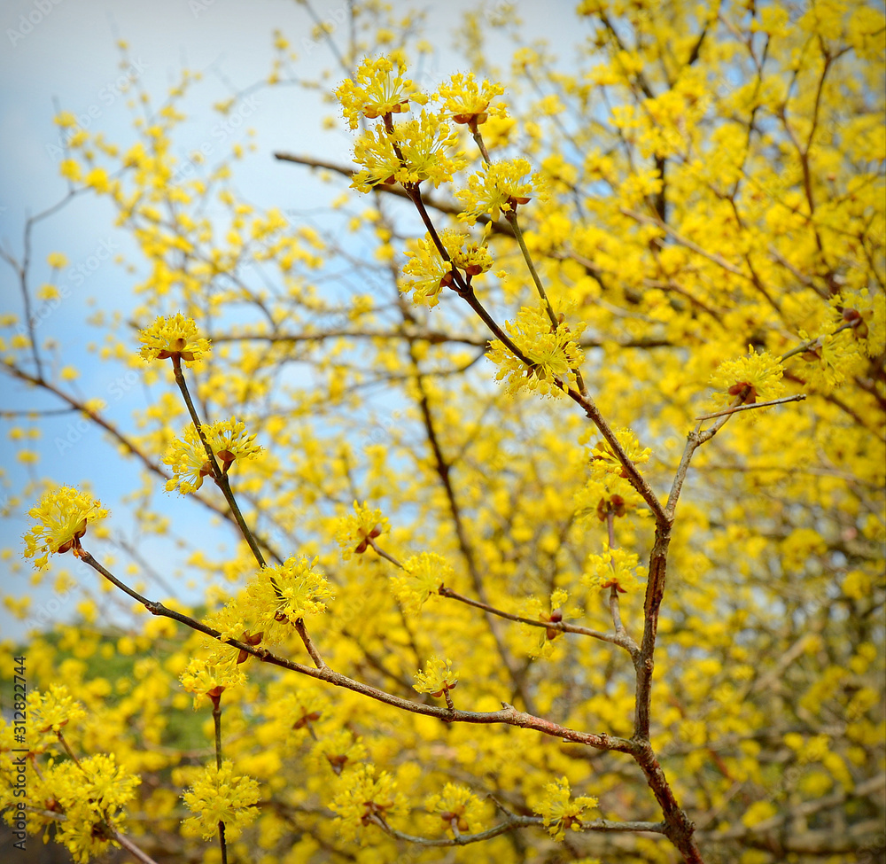 Cornus officinalis is a species of dogwood originated from Korea and China. Known also as Japanese cornel or Japanese cornelian cherry or Cornelian cherries it is a food and medicinal plant. Cornus officinalis is a species of dogwood originated from Korea and China. Known also as Japanese cornel or Japanese cornelian cherry or Cornelian cherries it is a food and medicinal plant.