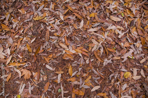 Background of colorful autumn leaves on forest floor . Abstract autumn leaves in autumn suitable as background . Autumn leaves on a meadow . Yellow leaves on the floor .