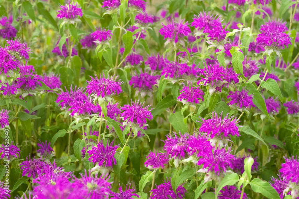 Blooming monarda. Common names include bee balm, horsemint, oswego tea, and bergamot Blooming monarda. Common names include bee balm, horsemint, oswego tea, and bergamot