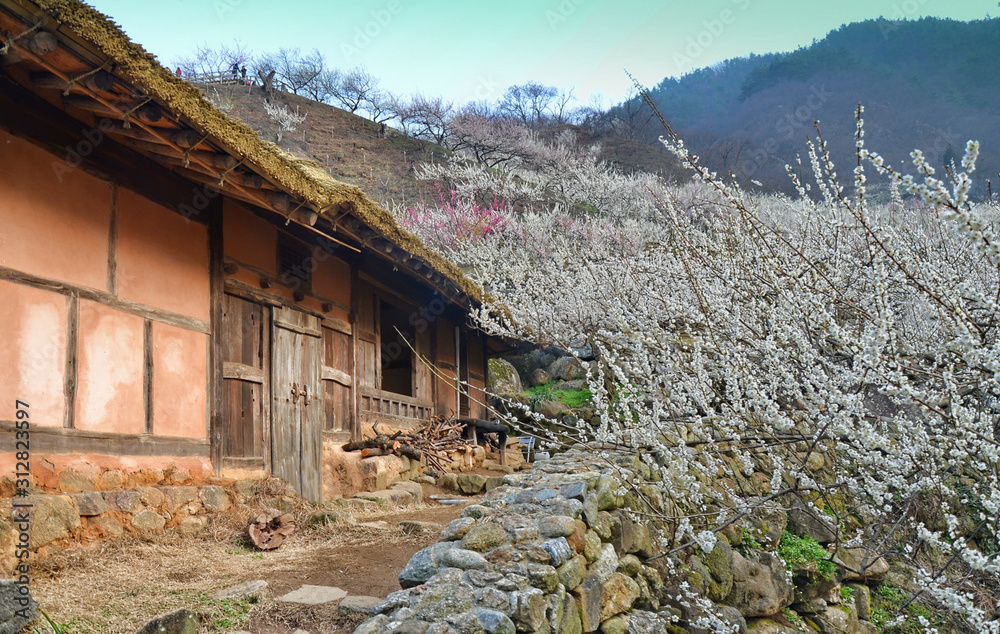 Traditional korean house (hanok) in Gwangyang, South Korea, during Maehwa flower festival, Traditional korean house (hanok) in Gwangyang, South Korea, during Maehwa flower festival,