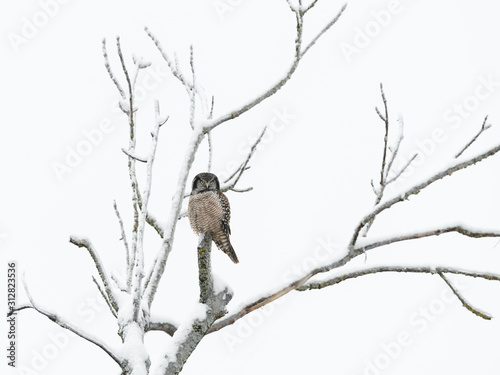Northern Hawk Owl Perched in Tree on Snowy Day © FotoRequest