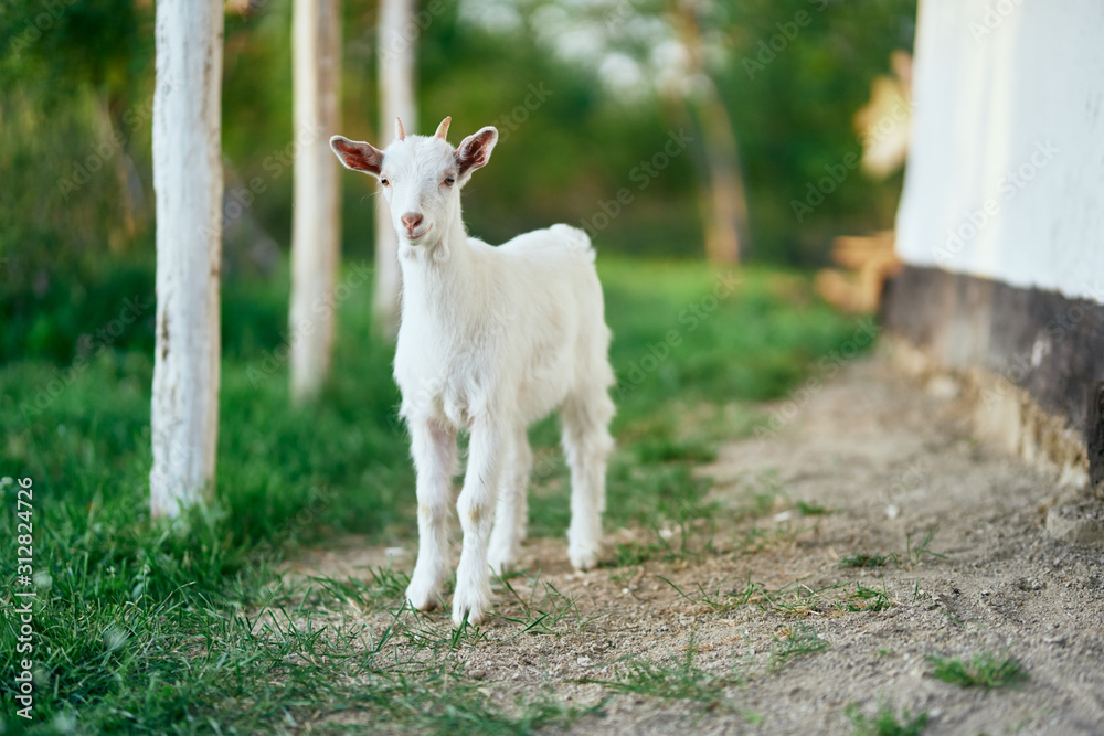 Obraz premium goat on green grass