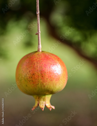 A ripe pomegranate hanging from a branch in the tree. 