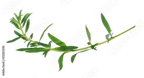 twig of fresh hyssop (hyssopus) herb cutout photo