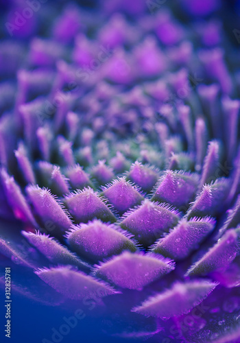 Neon Succulent Macro