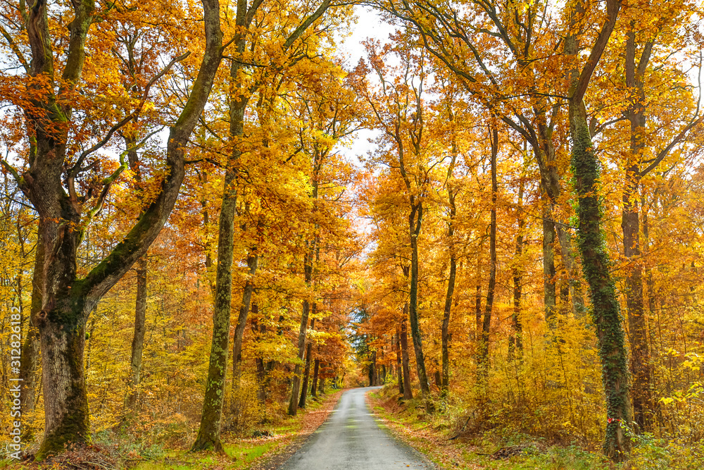 Autumn and forest