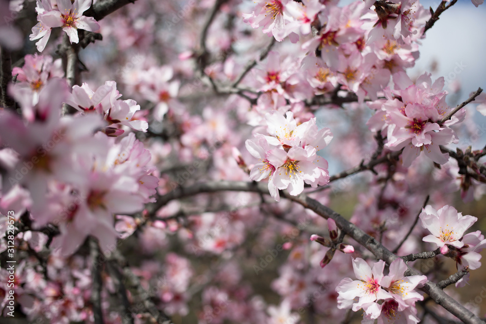 Flowering almond branches in the garden, background, blur. Flowering almond branches in the garden, background, blur.