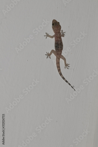 Turkish Gecko (Hemidactylus turcicus) on a white wall
