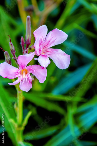 Colores en primavera