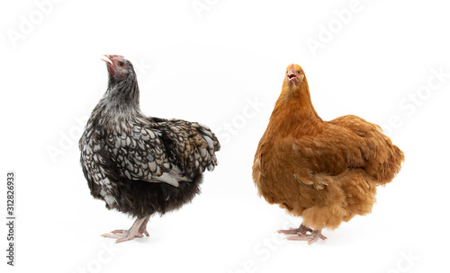 Two orpington chickens posing in the studio