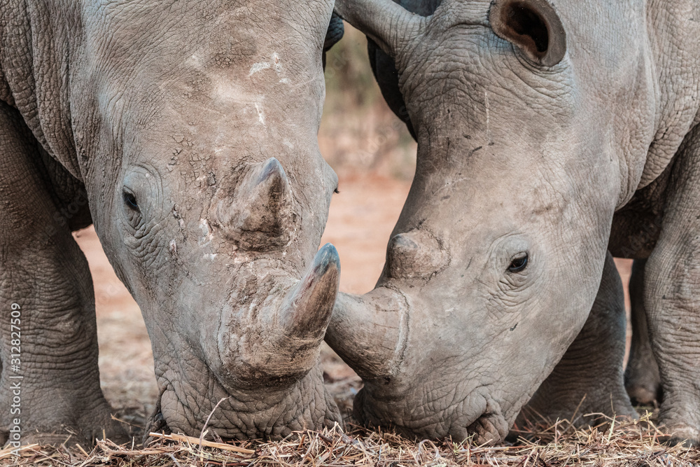 Fototapeta premium The amazing grey rhino living in Africa