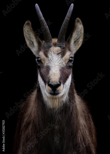 Print op canvas goat on dark background.