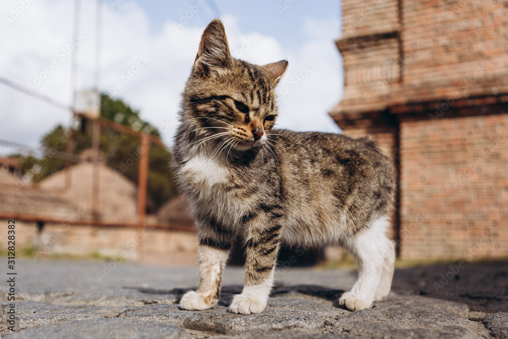 friendly walking animals in downtown Tbilisi: a little cute kitten sunbathing in the city streets friendly walking animals in downtown Tbilisi: a little cute kitten sunbathing in the city streets