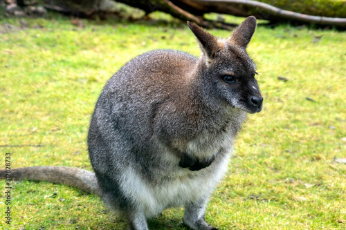 australian kangaroo