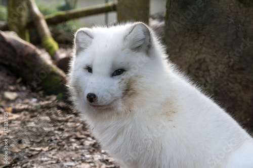 Polar fox is a carnivorous mammal
