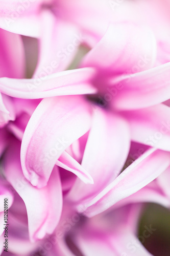 Abstract photo of hyacinth flower. Beatutiful macro shot of pink petals. Spring blossom photo.