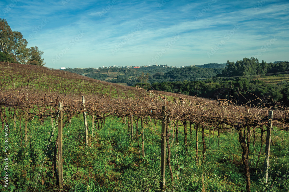 Leafless grapevines on vineyard and skyline