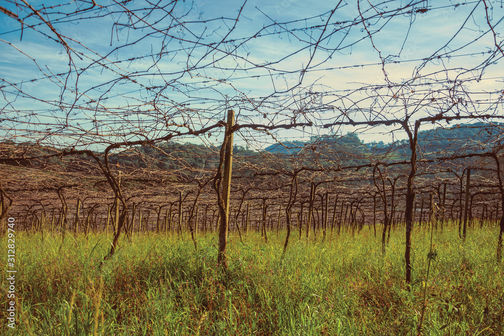 Obraz premium Detail of leafless grapevines in a vineyard