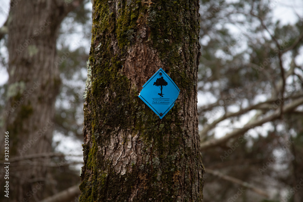 Fototapeta premium Trail Blaze on a tree