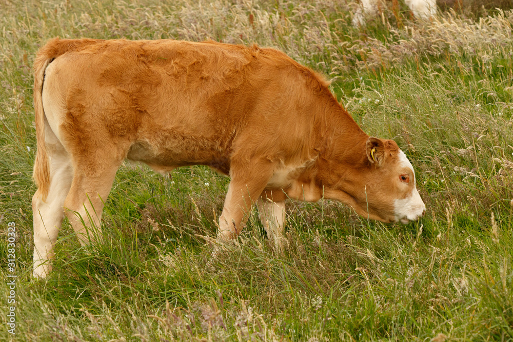 Cattle (Bos taurus) grazing on field, Scotland, United Kingdom. Cattle (Bos taurus) grazing on field, Scotland, United Kingdom.