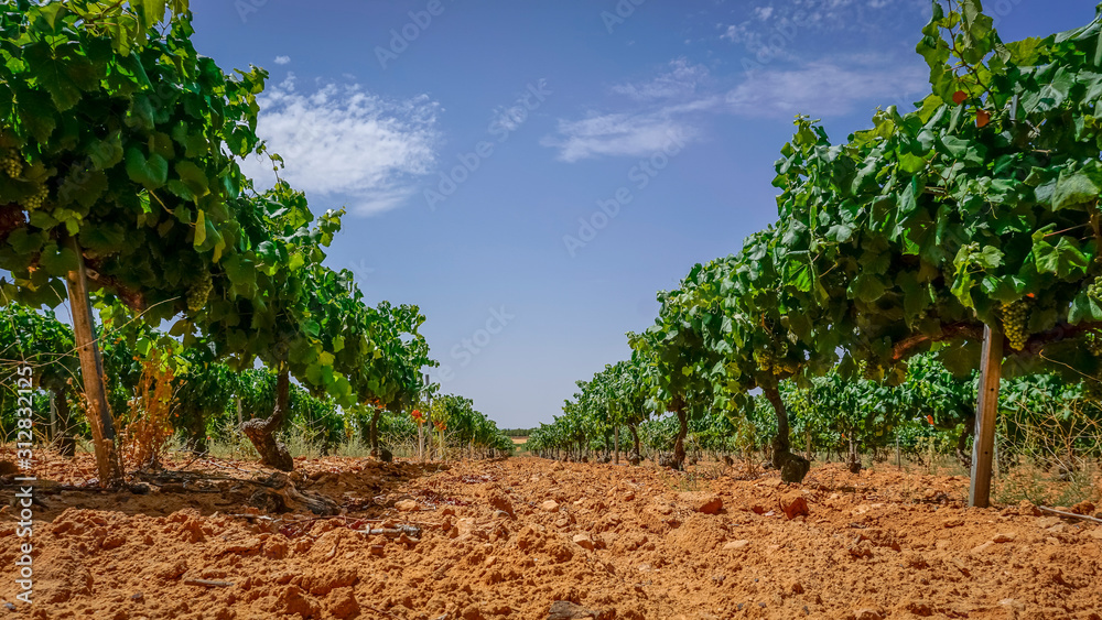 vineyards prepared for the collection of grapes vineyards prepared for the collection of grapes