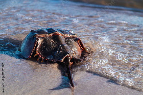 Horseshoe Crab entering the Ocean Waves photo