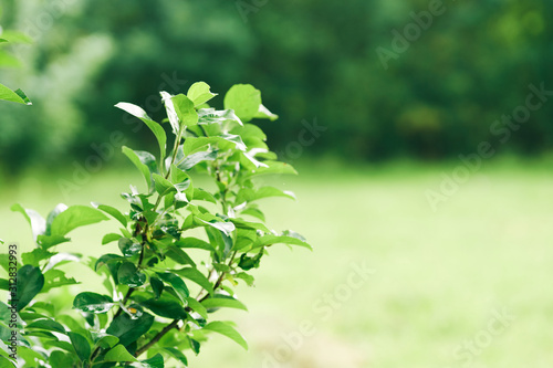 green leaves of a tree in spring