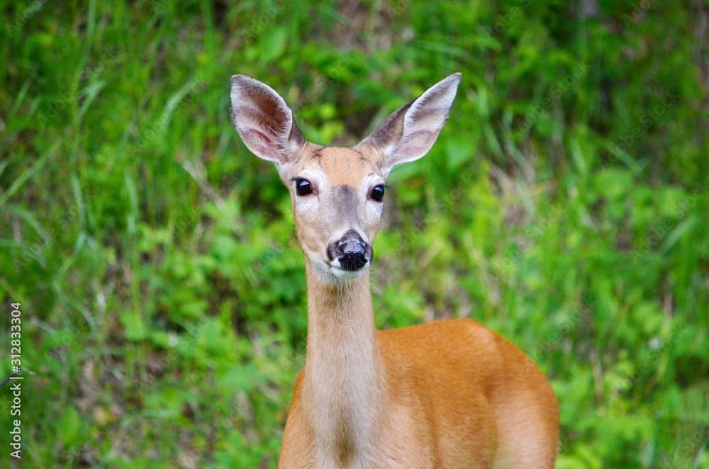 White Tailed Deer foraging in summer meadow. White Tailed Deer foraging in summer meadow.