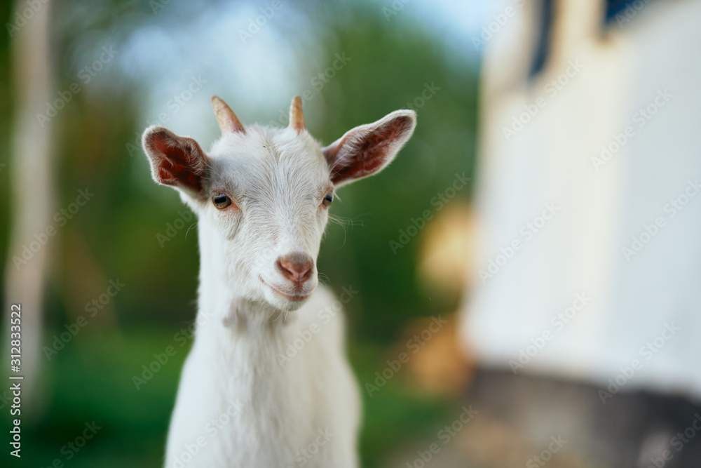 goat in the farm goat in the farm