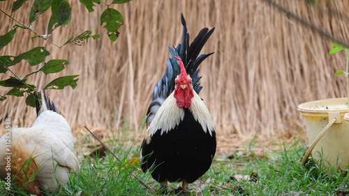 Bantam on the farm with a blurred background