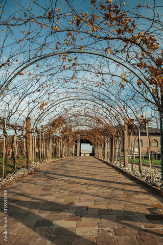 Pathway and autumnal arbor with vine branches