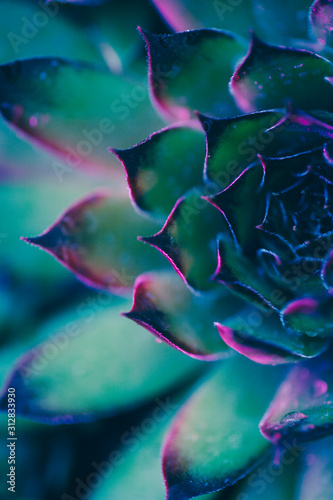 Neon Succulent Macro #312833930