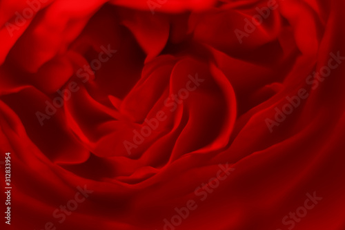 Blurry close up macro of vibrant red roses, perfect romantic card floral background for Valentine's day