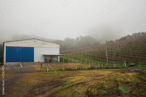 Vineyards and agricultural shed in a foggy day