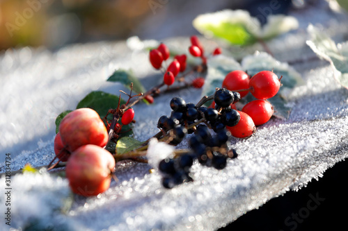 Heimisches Wildobst, Beeren und Früchte wie Zierapfel (Malus), Hagebutte, Berberitze (Berberis vulgaris), Weissdorn (Crataegus), Linguster (Ligustrum) im Winter mit Schnee.