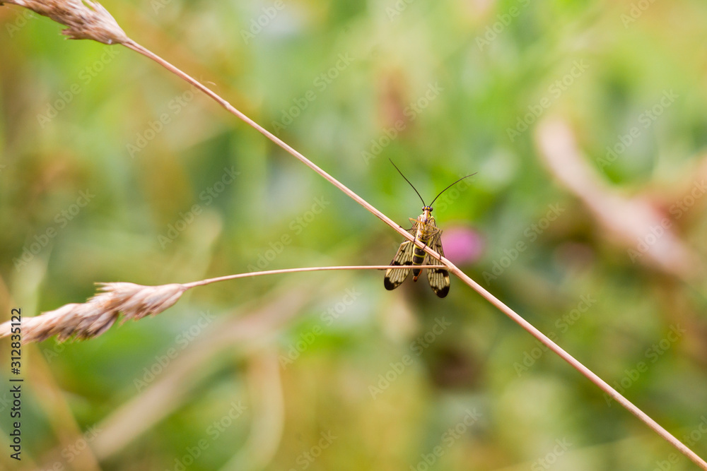 Scorpion fly Panorpa communis sits on a blade of grass Scorpion fly Panorpa communis sits on a blade of grass
