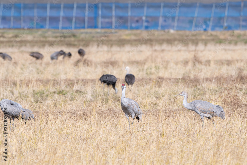 Sandhill cranes, parent and child, in Izumi city, Kagoshima prefecture, Japan Sandhill cranes, parent and child, in Izumi city, Kagoshima prefecture, Japan